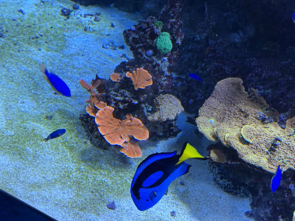 The Best Views In Town – The Birch&nbsp;Aquarium
